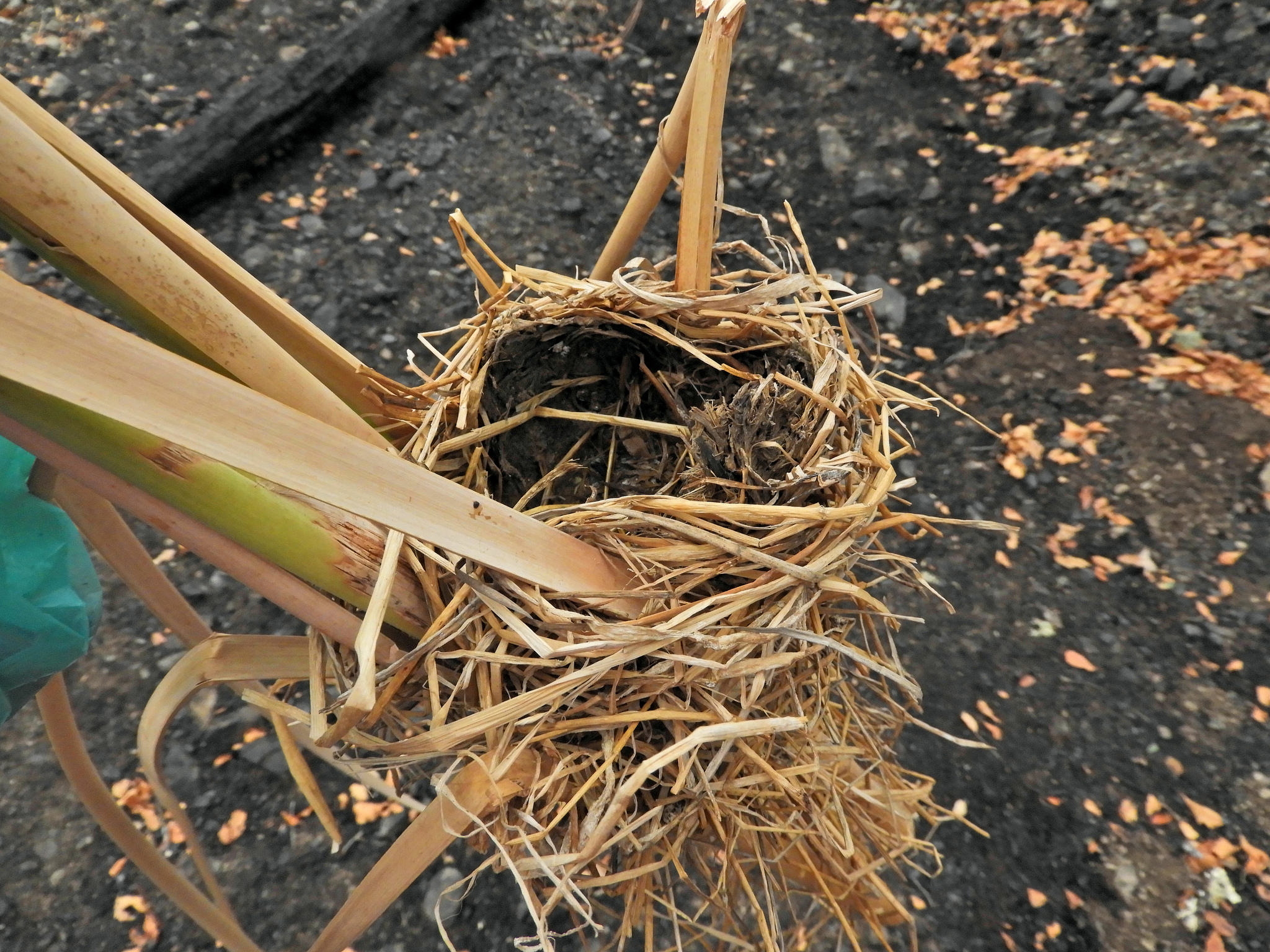 Red-Wing Blackbird nest. [Photo by Mary K. Hanson]