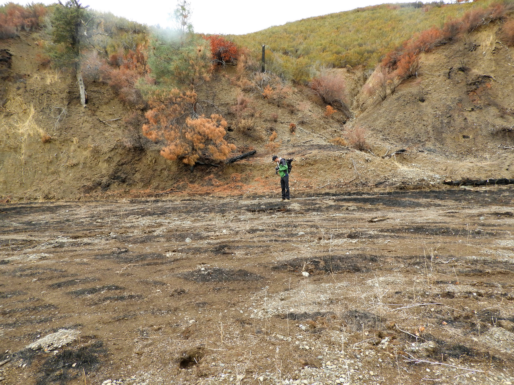Nate Lillge looks for signs of wildlife on the earth scorched by the Pawnee Fire. [Photo by Mary K. Hanson]