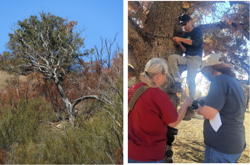 The " Witch Hazel" tree was skeletonized by the fire but didn't burn. Mary K. Hanson,  Lori Thomas and Nate Lillge work on a camera placement.  Photos by Mary K. Hanson and Roxanne Moger]