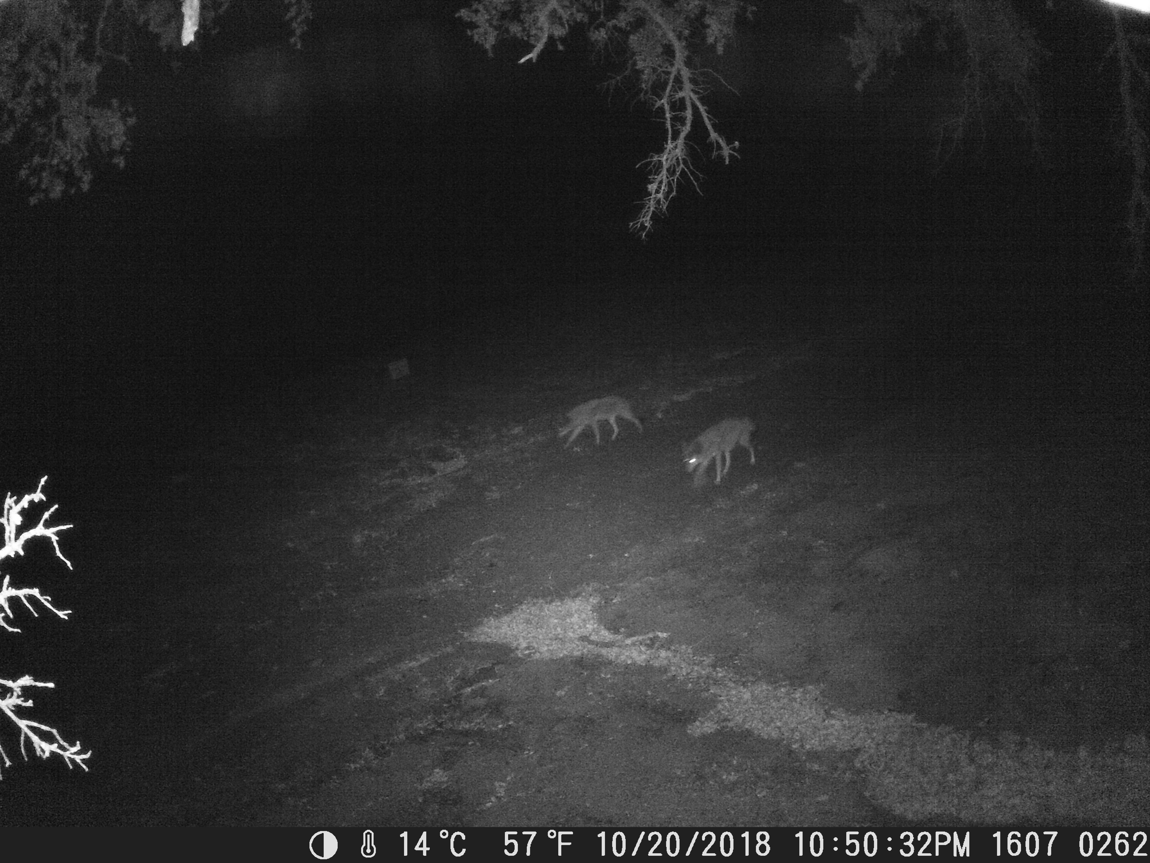 A pair of coyotes